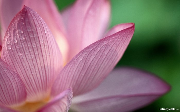 Close-up of Pink Lotus Flower Petals with Dew