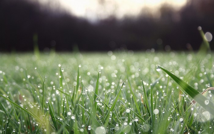 Dew drops on green grass in sunlight