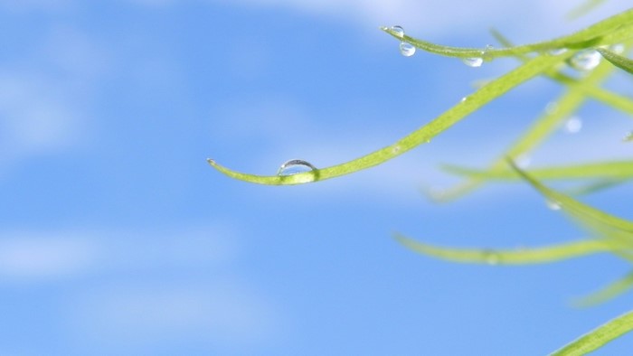 Green plant with water drops against blue sky