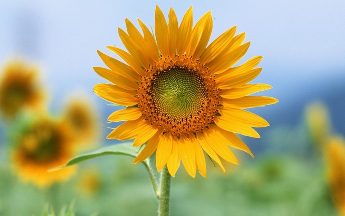 Close up of a sunflower in a field