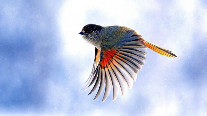 Bird in flight with colorful wings