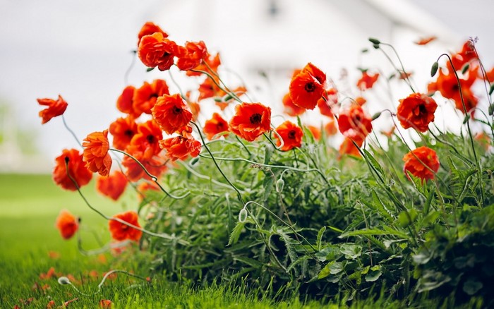 Field of red poppies in green grass