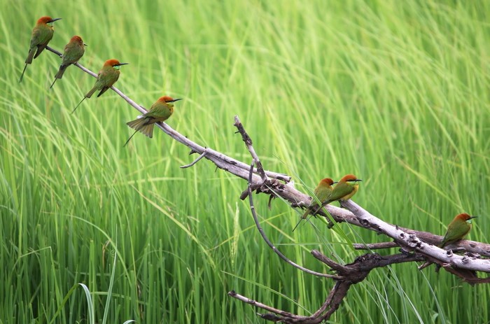 Group of Bee-eaters perched on a branch with green grass background