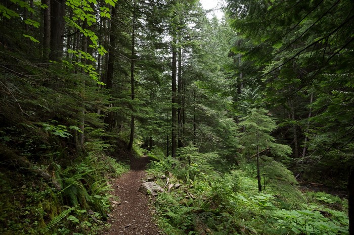 A winding dirt path through a dense, green forest.