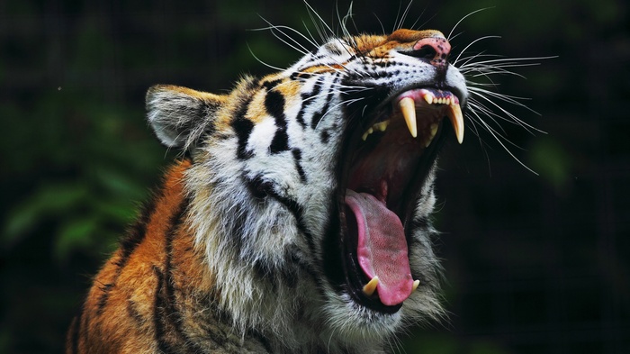 Tiger yawning with mouth wide open
