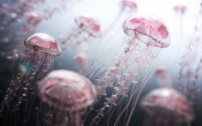 Pink jellyfish underwater with light rays