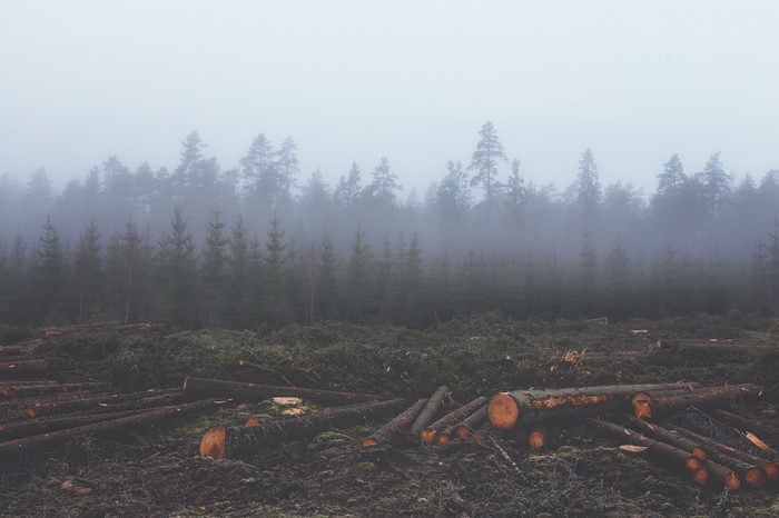 Deforested area with felled trees in misty forest