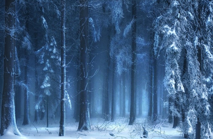 Snowy forest with blue mist and frost