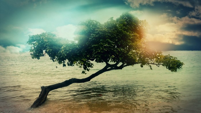 Tree growing into the sea with dramatic clouds