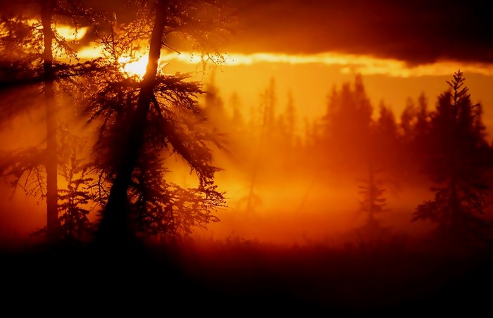 Sunlight filtering through misty trees at sunset