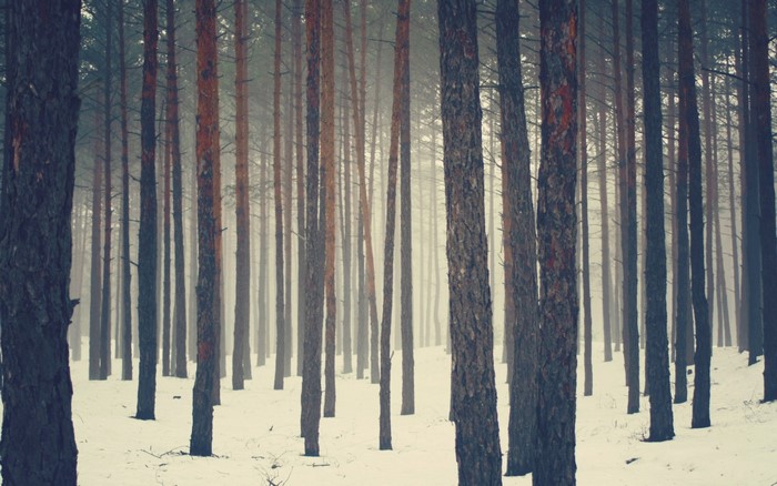 Snowy forest with tall pine trees