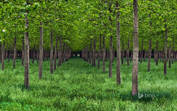 A dense forest plantation with tall trees and green grass