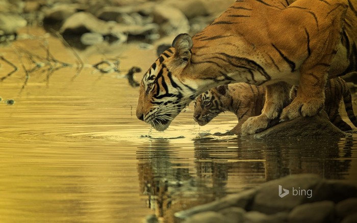 Tiger and cub drinking water