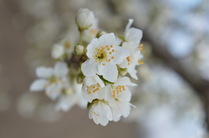 Close up of white cherry blossoms on a branch