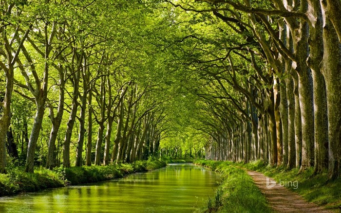 Canal lined with trees and a path