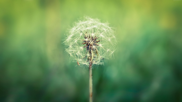 Dandelion macro 4K wallpaper