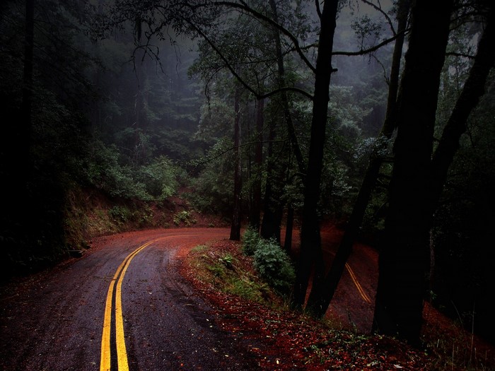 Winding road through a foggy forest with autumn leaves