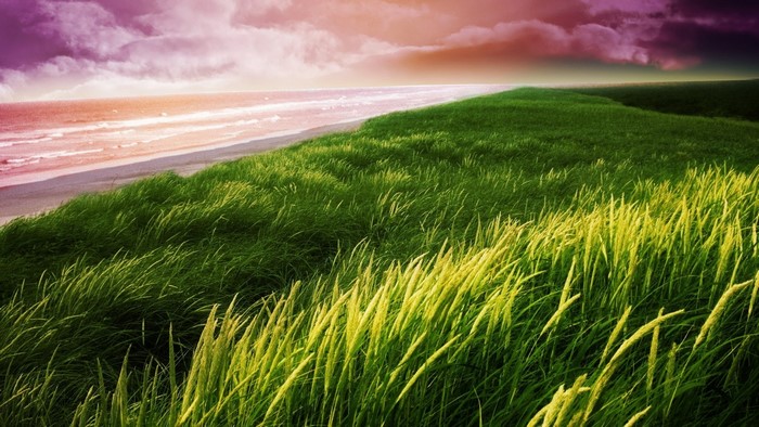 Grassy hill overlooking the sea at sunset