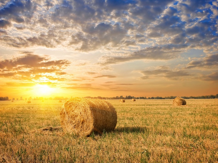 Hay bales in a field at sunset
