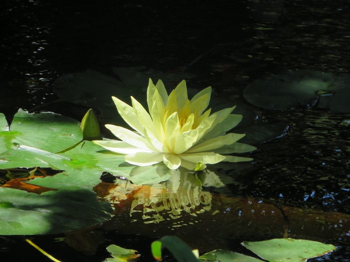 Yellow Water Lily in Sunlit Pond