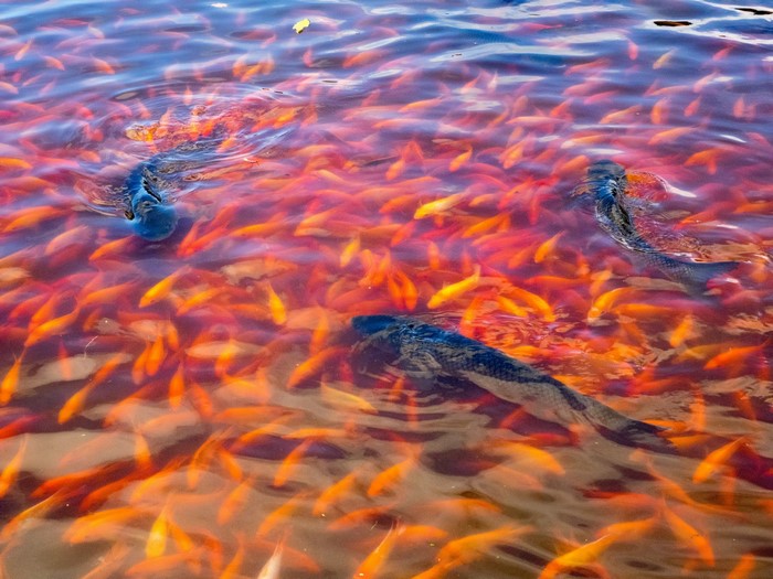 A school of koi fish in shallow water