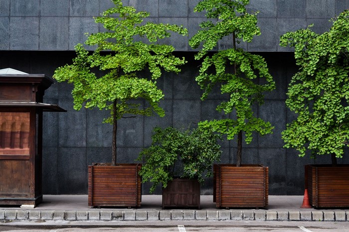 Trees in wooden planters against a dark wall
