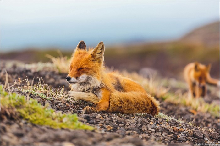 Red fox resting on rocky terrain with another fox in background