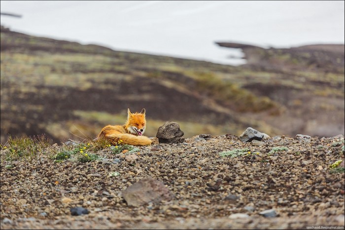 Red fox resting on a rocky hill