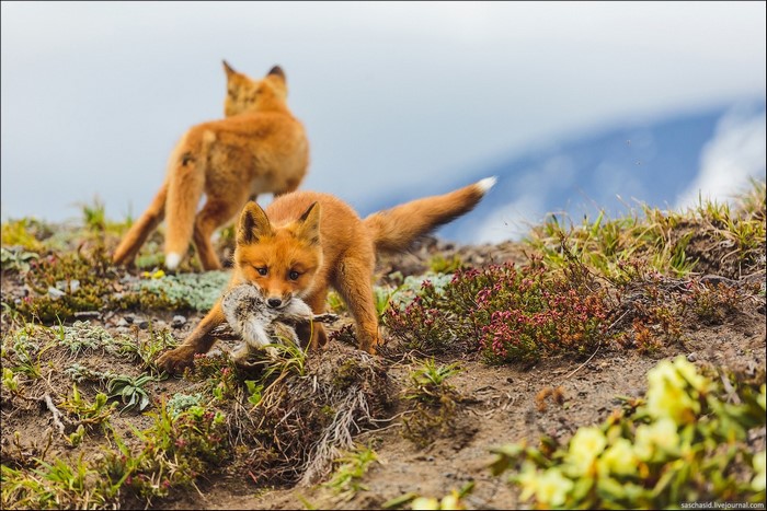 Two fox cubs on a grassy hill, one holding prey