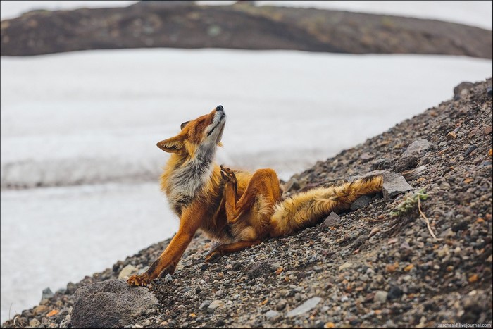 A fox scratching itself on a rocky slope with snow in the background