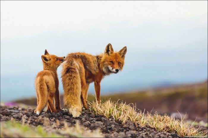 Two red foxes, one adult and one kit, in Kamchatka