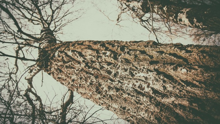 Close-up of a textured tree trunk against a pale sky