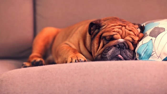 English Bulldog sleeping on a couch