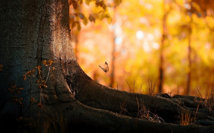 Butterfly near tree roots in autumn forest