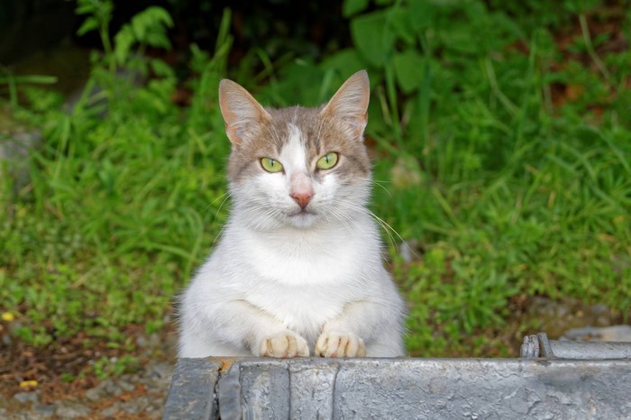A cat with green eyes sits behind a concrete barrier