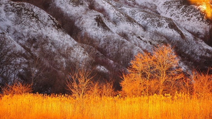 Snow-dusted hills with golden reeds and trees at sunrise
