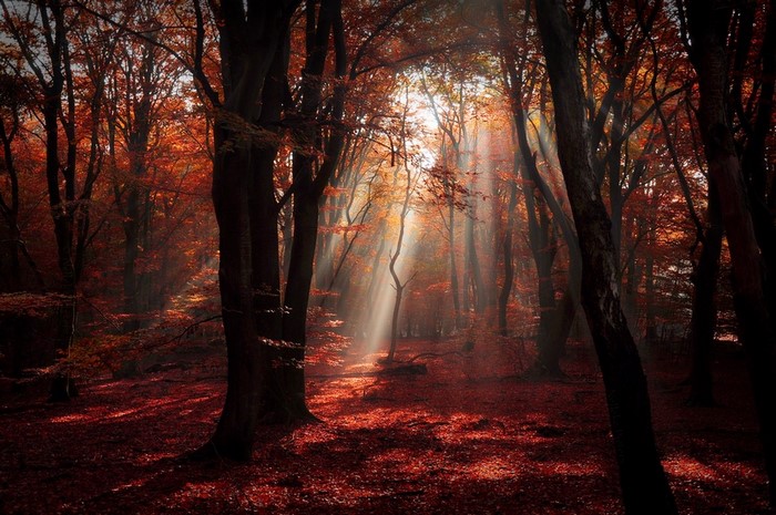 Sunlight filtering through autumn trees in a forest