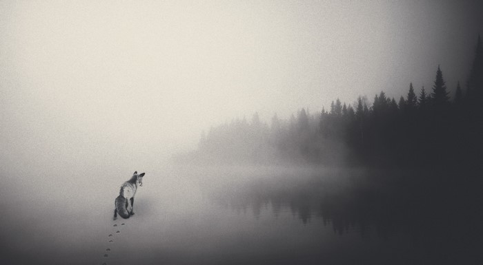 Fox in the mist by a lake