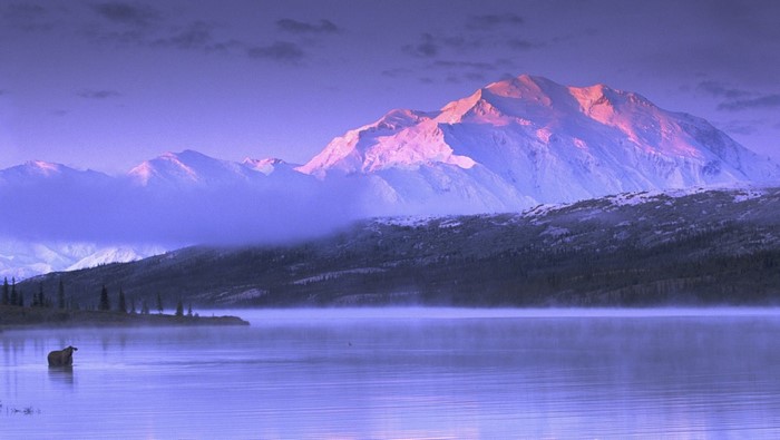 Moose in a misty lake with Denali mountains at sunrise