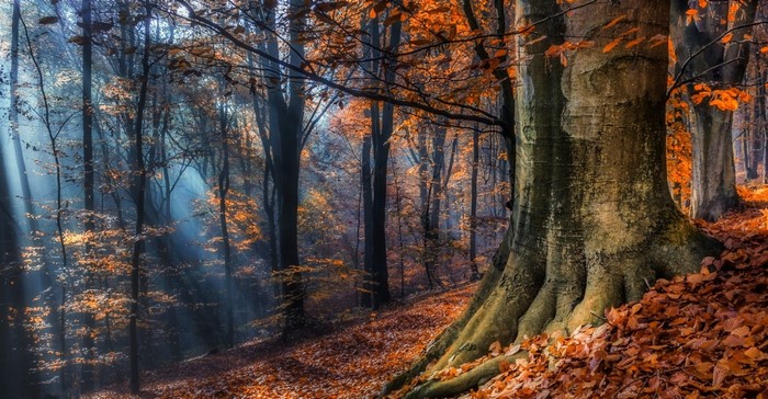 Sunlight filtering through autumn trees in a misty forest