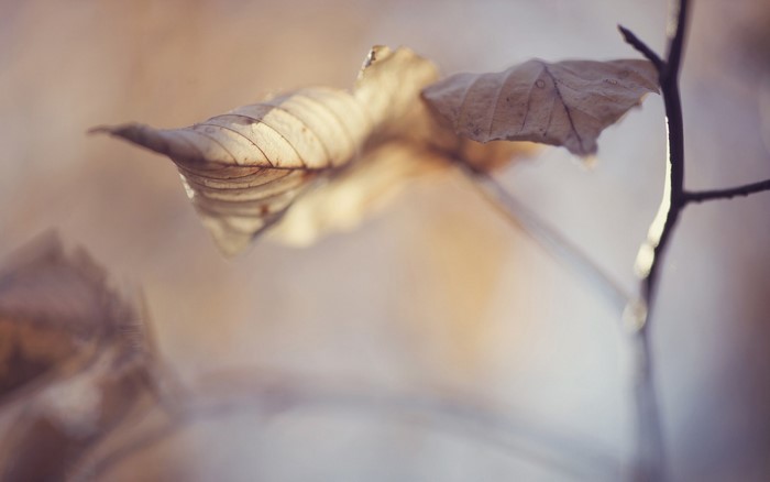 Close-up of dry leaves on a branch in autumn