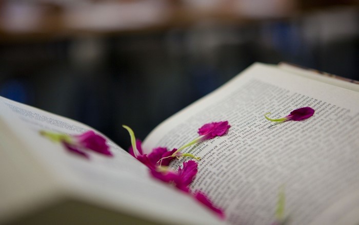 Open book with purple flower petals