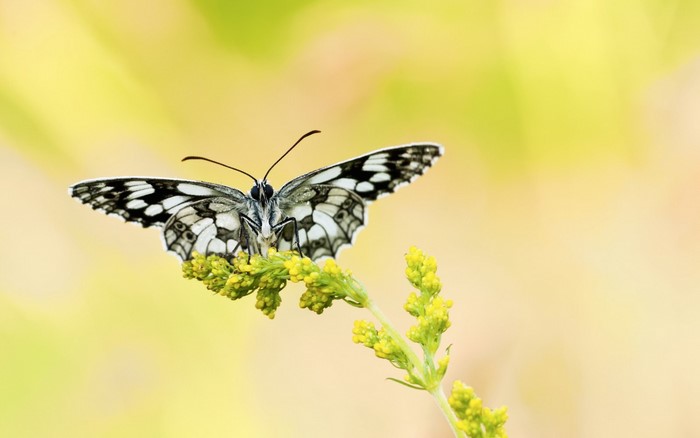 Marbled White butterfly on a yellow flower