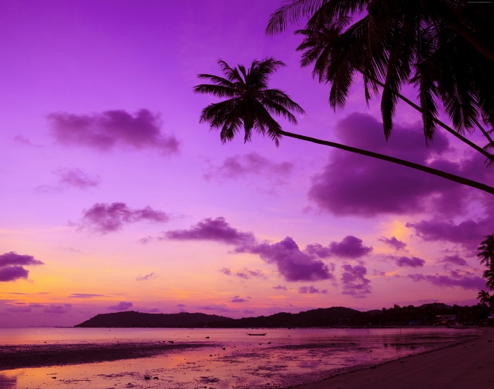 Purple sunset over a tropical beach with palm trees