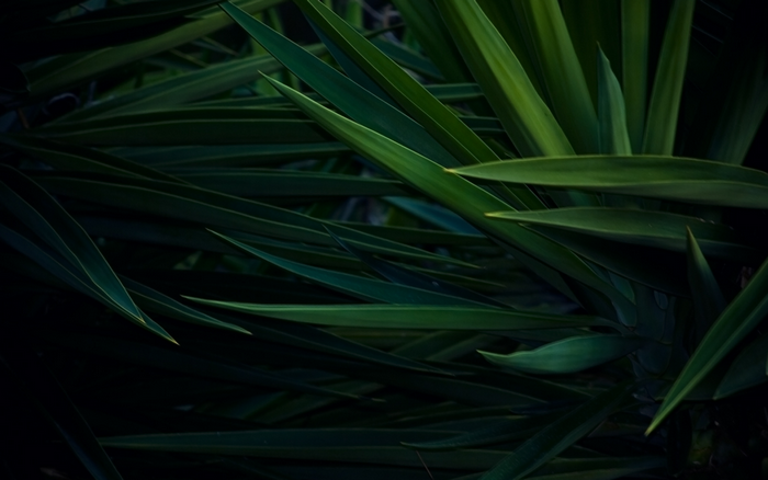 Close-up of dark green yucca leaves
