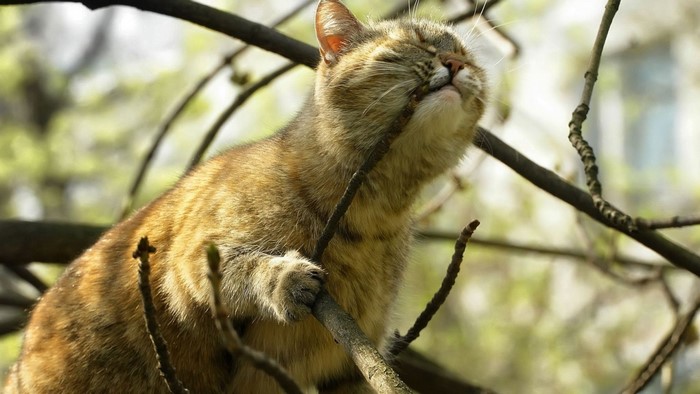 Tabby cat chewing on a tree branch