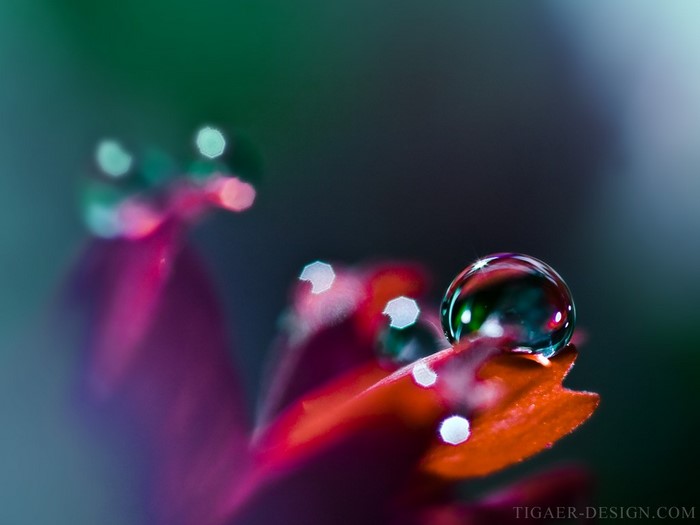 Macro photography of a water drop on a red petal