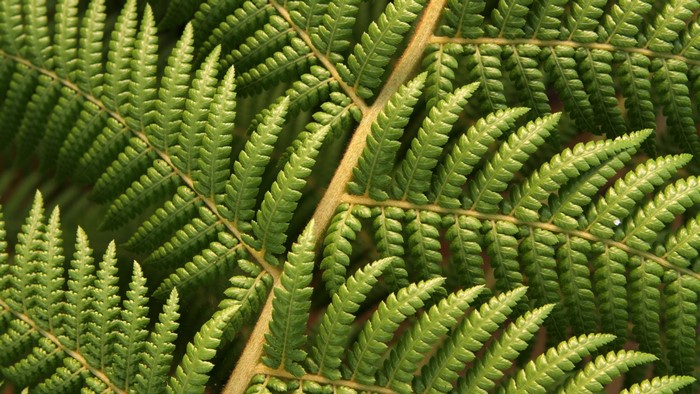 Close-up of a green fern leaf