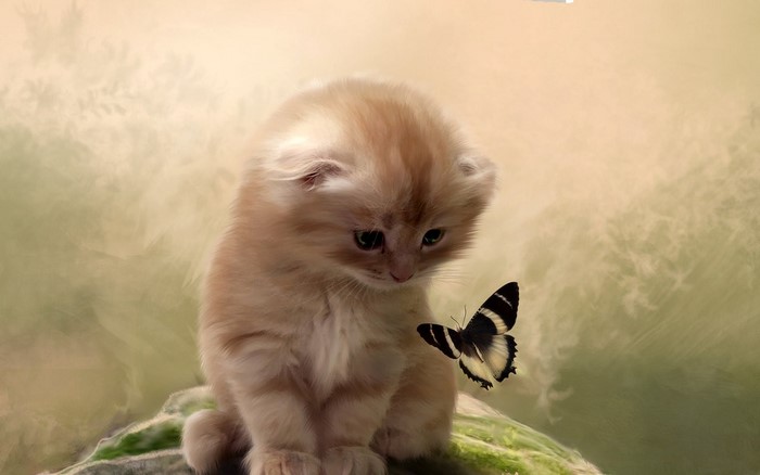 Kitten looking at a butterfly on a rock