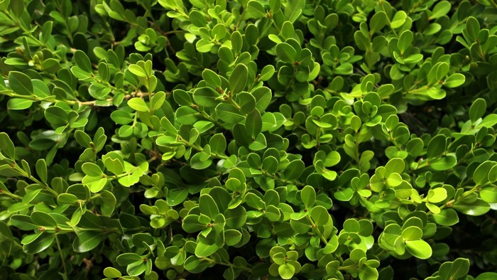 Lush Green Shrubs with Vibrant Leaves